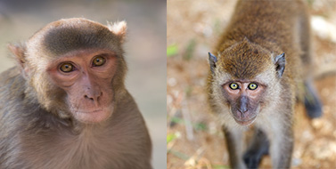 Home Primate Products Inc Home Primate Products Inc