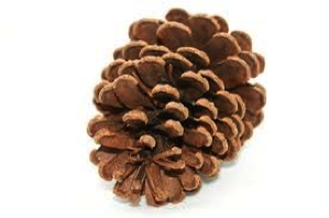 pinecone1